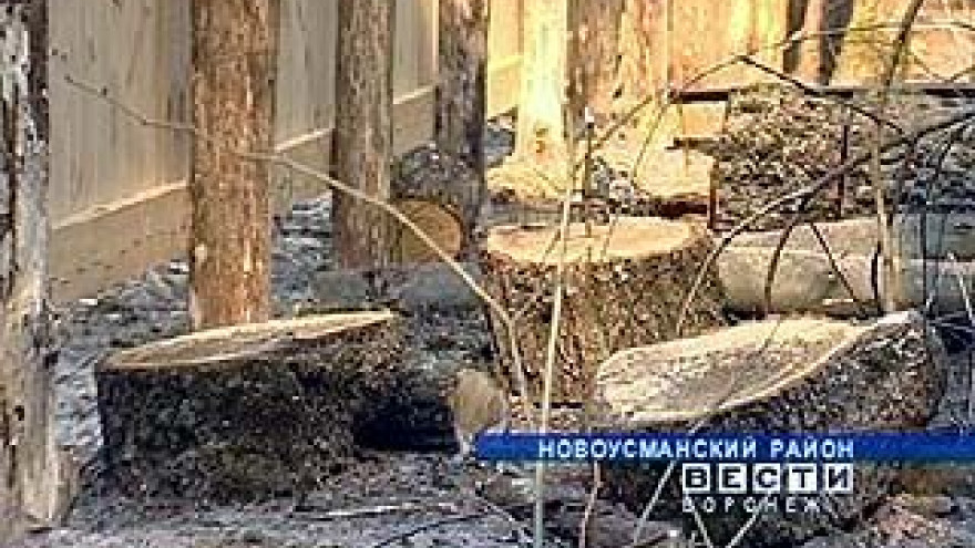 Дубовую аллею Новоусманского района начали потихоньку вырубать