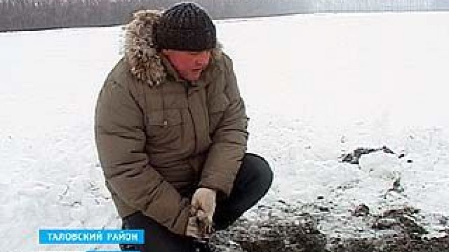 Воронежские озимые аномальные холода перенесли спокойно