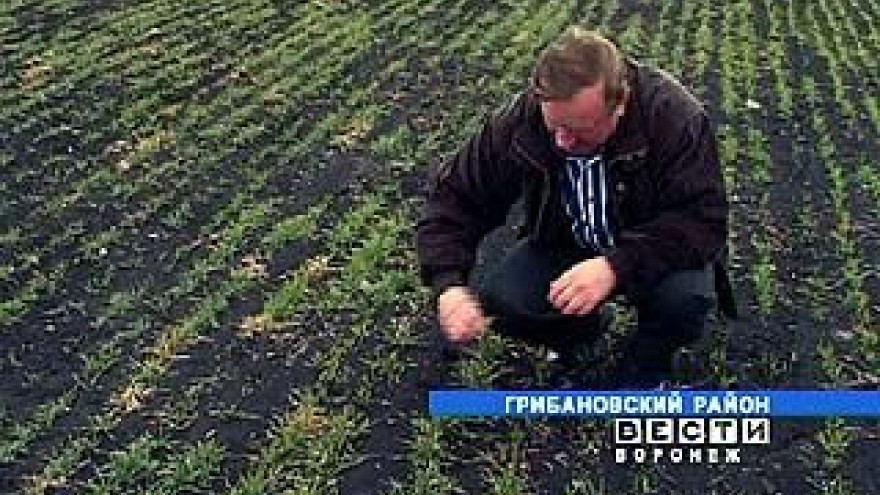 Аграрии области получили субсидии из федерального и областного бюджетов
