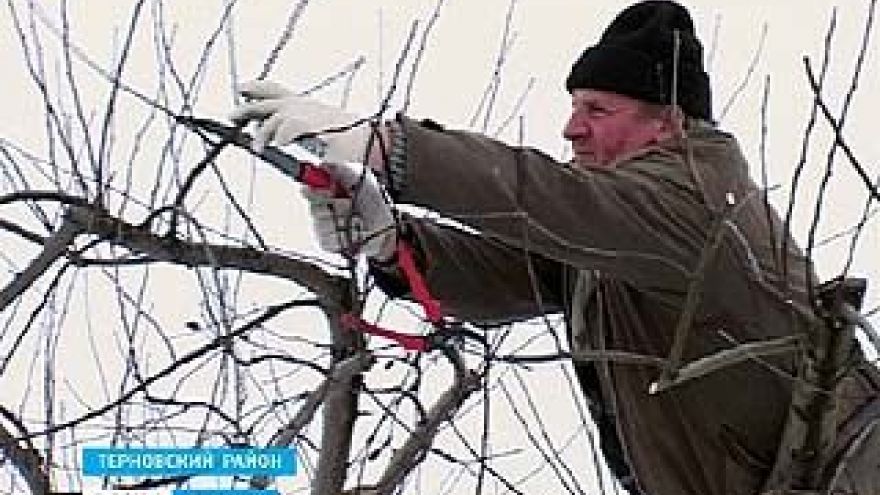 Специалисты начали делать прогнозы, каким будет урожай яблок 2011 года