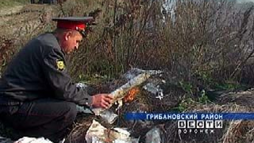 В Грибановском районе уничтожена целая плантация конопли