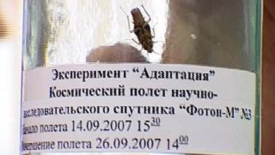 Воронежские тараканы провели на орбите 12 дней