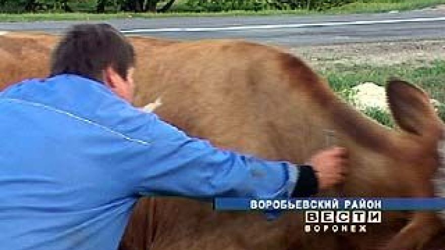 Напастью для области стал вирус бешенства
