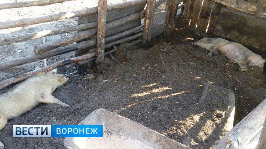 Очевидцы: в Воронежской области из-за нашествия комаров погибли свиньи и щенки
