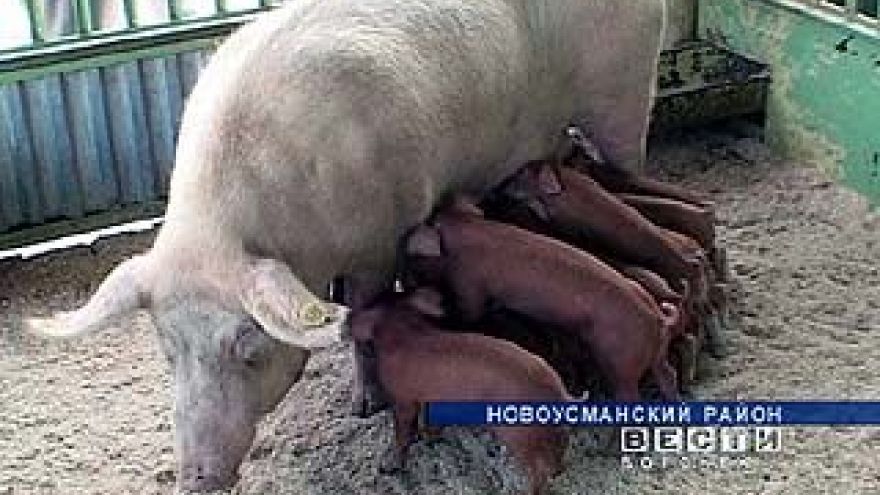 Открылась выставка племенных животных