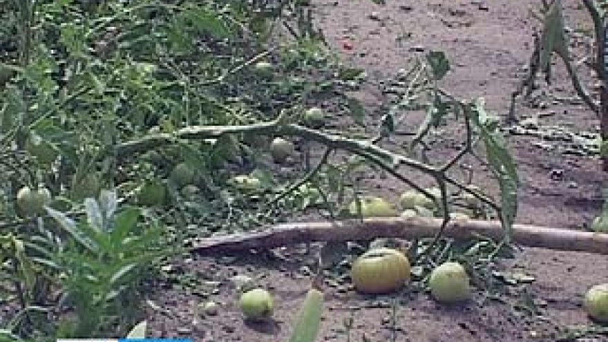 Воронеж пережил настоящее нашествие стихии