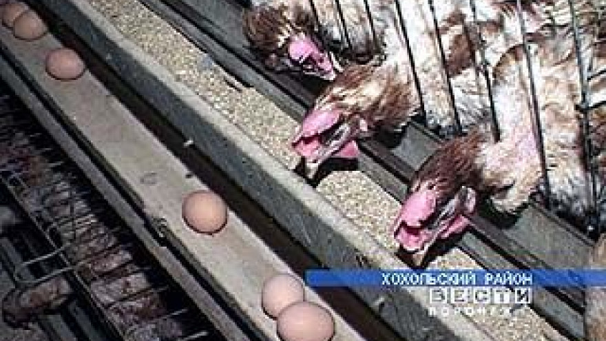 H5N1 - сейчас эту аббревиатуру знают во всем мире