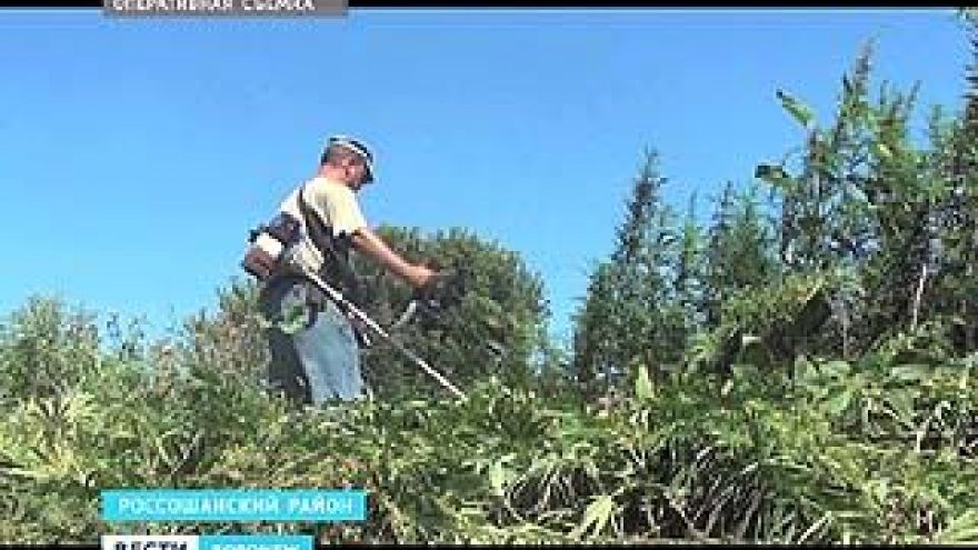 Наркоплицейские подводят итоги первого этапа операции "МАК-2012"