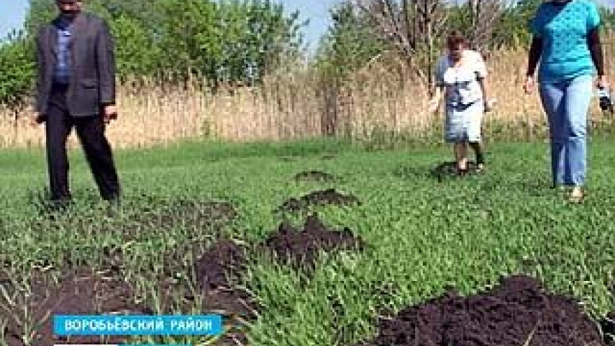 Огродники из Воробьевского района спасают урожай