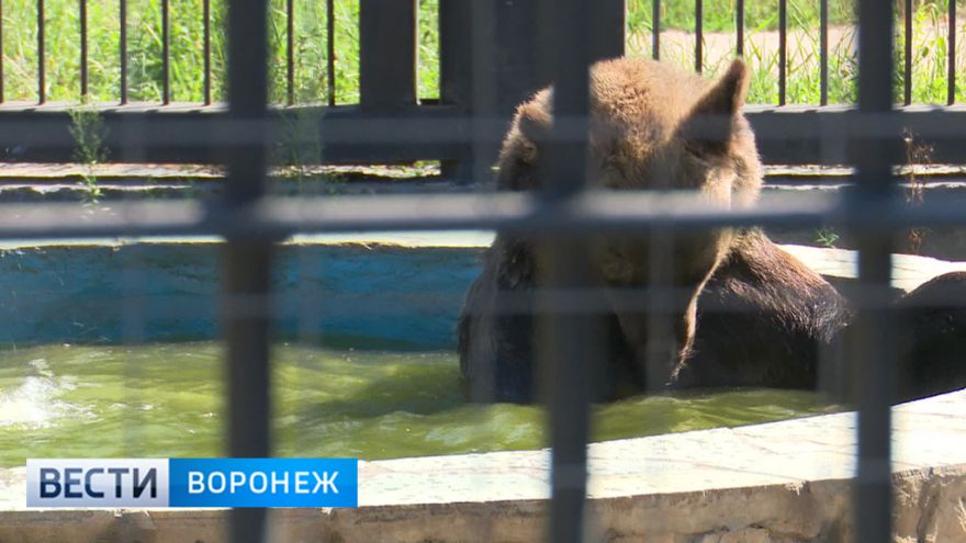 Медведей Воронежского зоопарка из-за жары стали кормить мороженым из фруктов