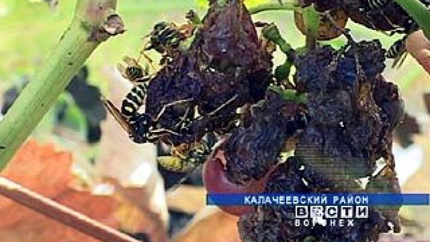 На юге Воронежской области зафиксировано небывалое количество ос