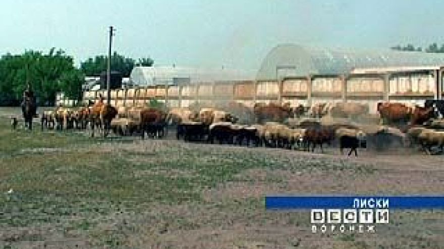 В Лисках во дворе многоквартирного дома расположилась ферма