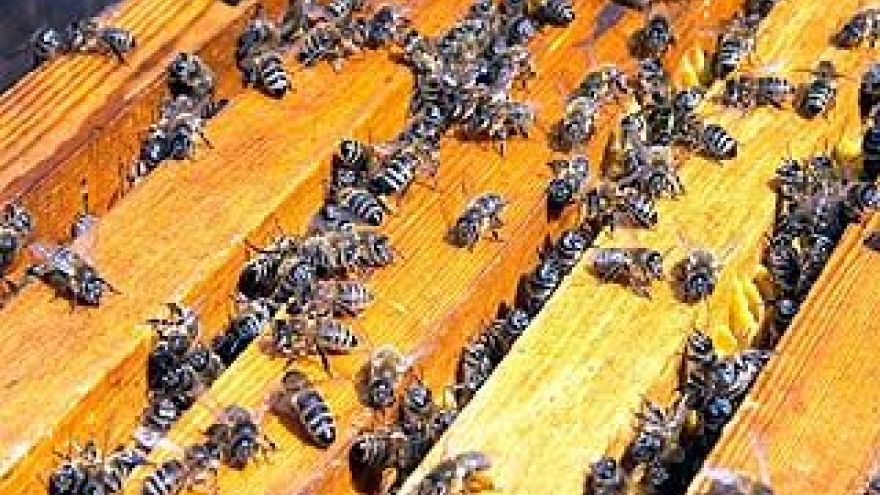 Женский совет Воронежской Епархии подарил многодетным семьям ульи