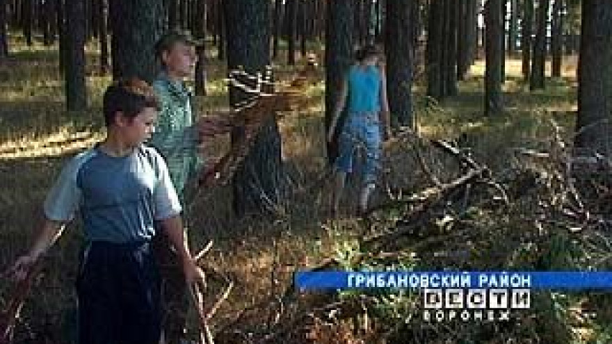Школьники Грибановского района трудятся наравне с лесниками