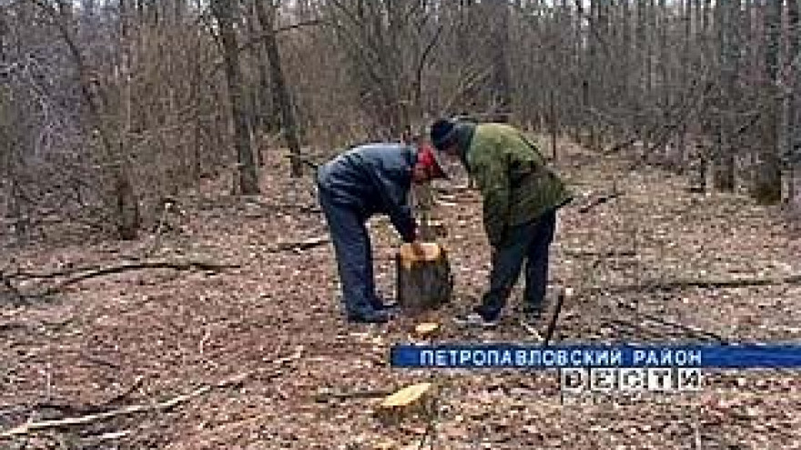 По факту незаконной вырубки деревье возбуждено уголовное дело