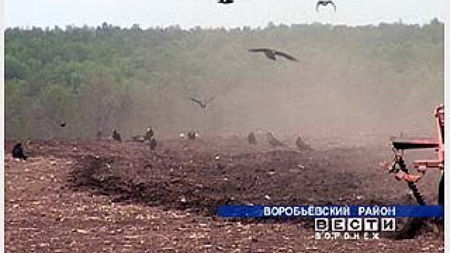 В селе Солонцы уничтожена большая часть посевов сахарной свёклы