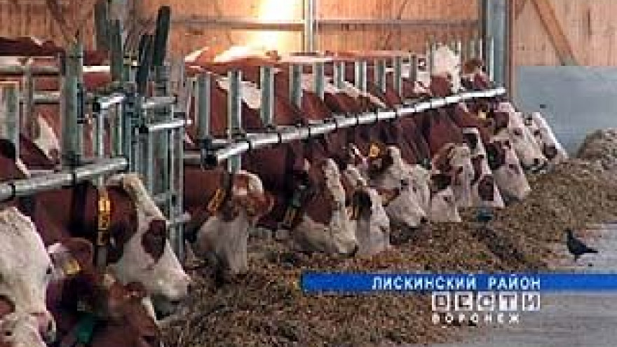 В Лискинском районе коров кормят по-европейски