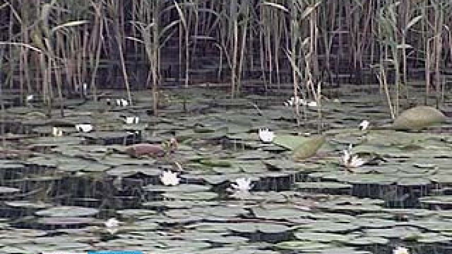 Воронежское море зацвело