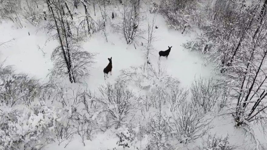 Роскошная зимняя природа, лоси и птицы – воронежцы сняли эффектное видео