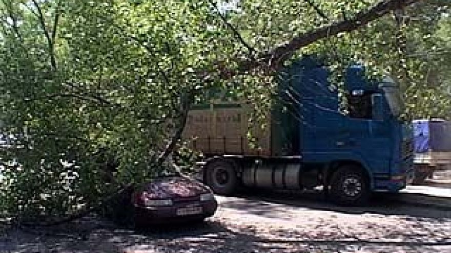 В Воронеже старый тополь упал на автомобиль