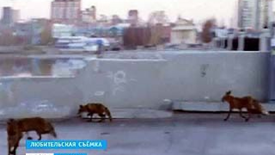 Сразу в нескольких районах Воронежской области объявлен карантин по бешенству