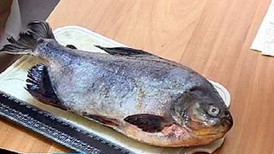 Воронежское водохранилище приютило пиранью