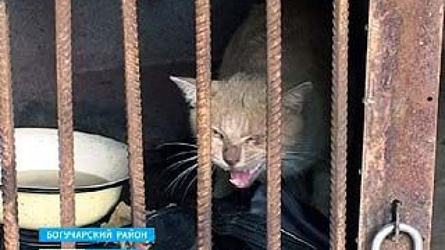 В Богучарском районе зарегистрировано 13 случаев заражения бешенством