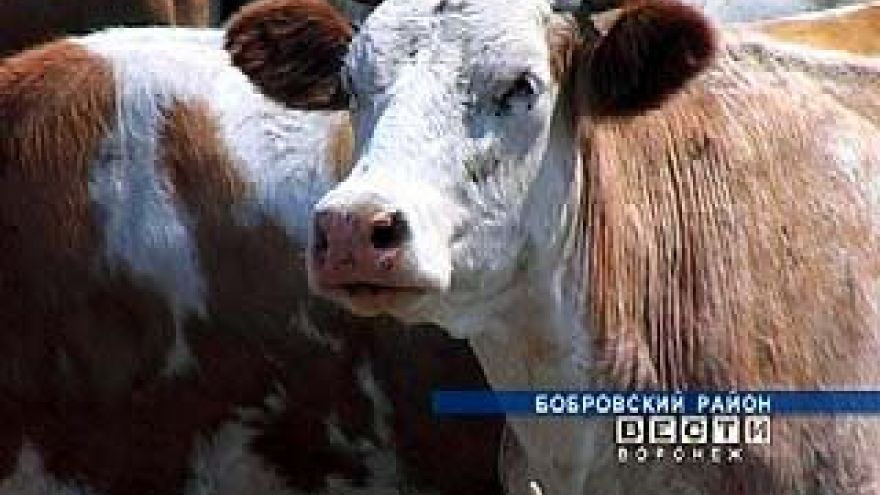 Бутурлиновский и Бобровский районы не поделили стадо коров