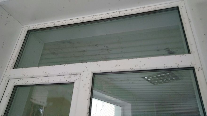 «Боимся выходить на улицу». Павловчане массово жалуются на нашествие комаров