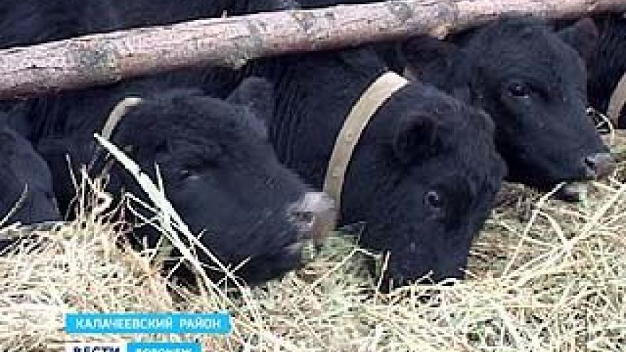 В Калачеевском районе будут разводить ценную мясную породу коров