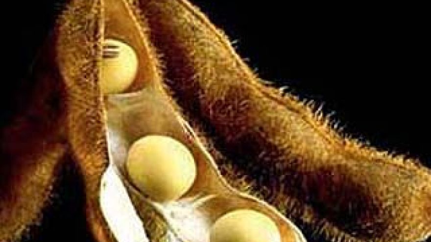 В Черноземье развивается рынок соепродуктов
