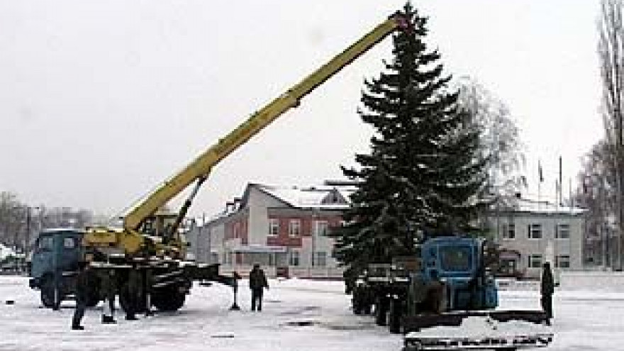 В Воробьевке на площади райцентра установили настоящую голубую ель
