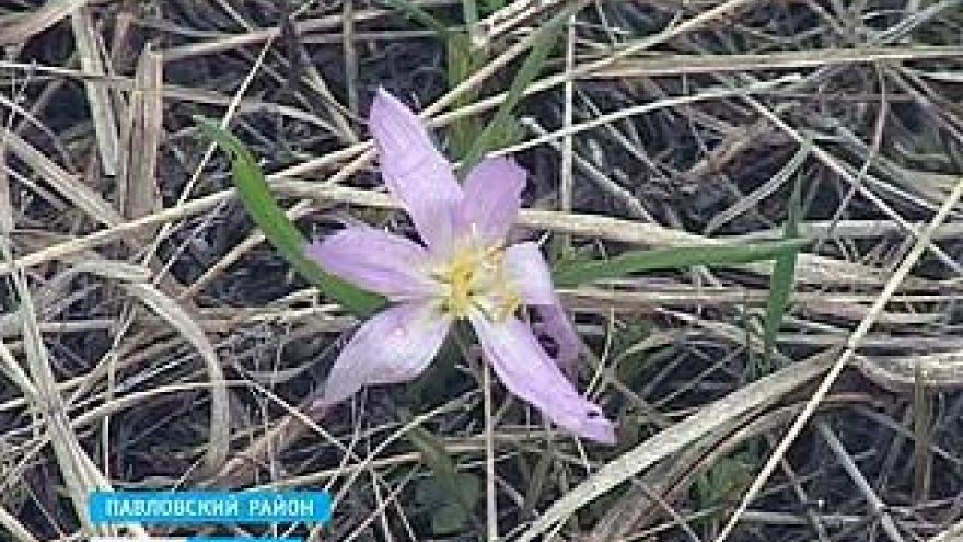 На юге области расцвела брандушка разноцветная
