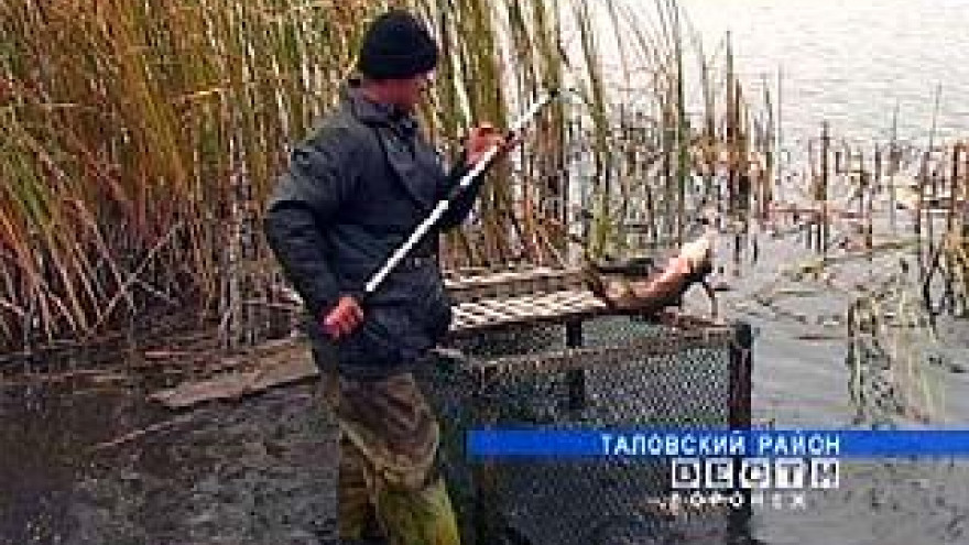 В Таловском районе несколько арендаторов заявили о правах на пруды