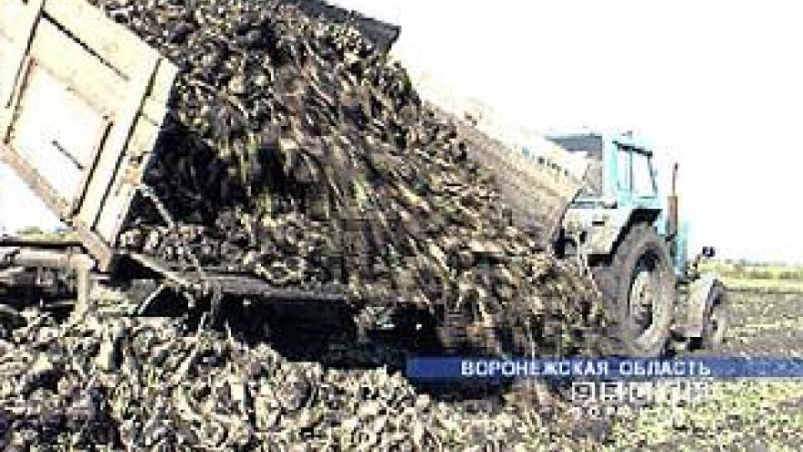 Сахарная свекла с полей Воронежской области практически убрана