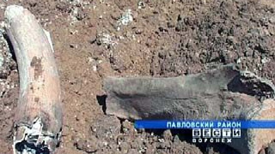 В Павловском районе найдены кости мамонта
