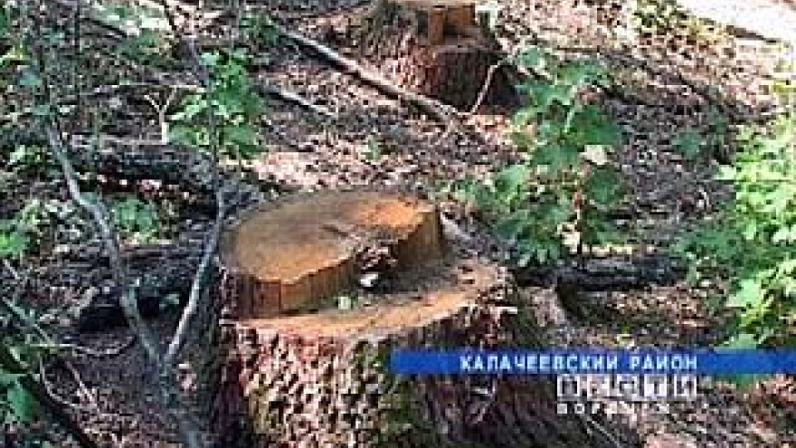 В Воронежской области участились случаи незаконной вырубки леса
