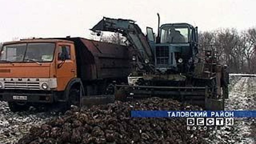 Убрать свеклу мешают погодные условия