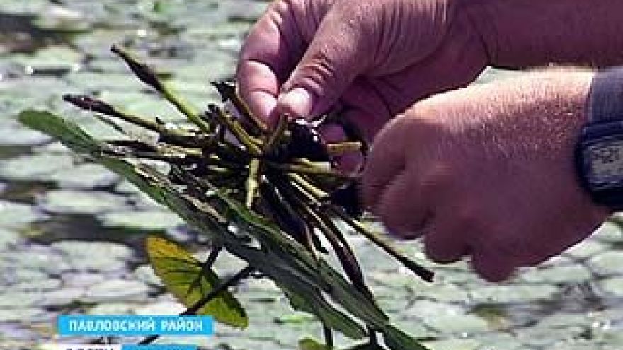 В Павловском районе созрела целая плантация рогульника - растения из Красной книги