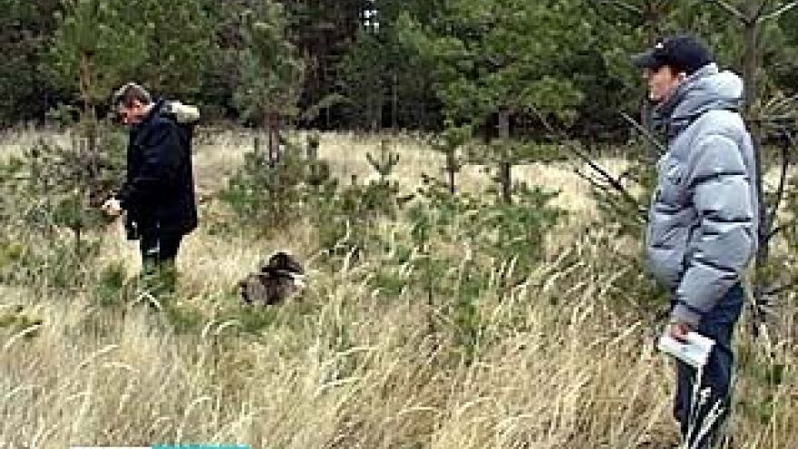 Охранять воронежские леса от ёлочных браконьеров будут круглосуточно