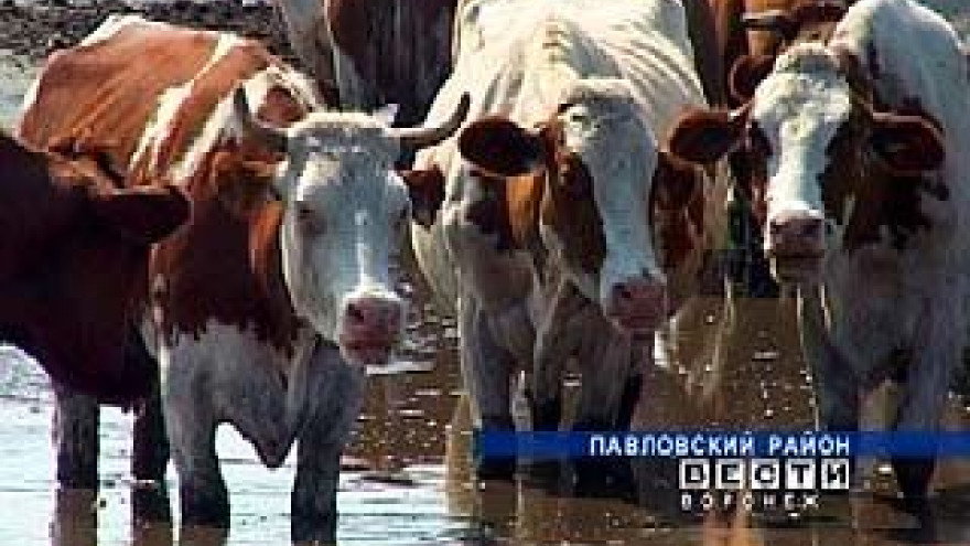 От жары в Павловском районе падают надои молока