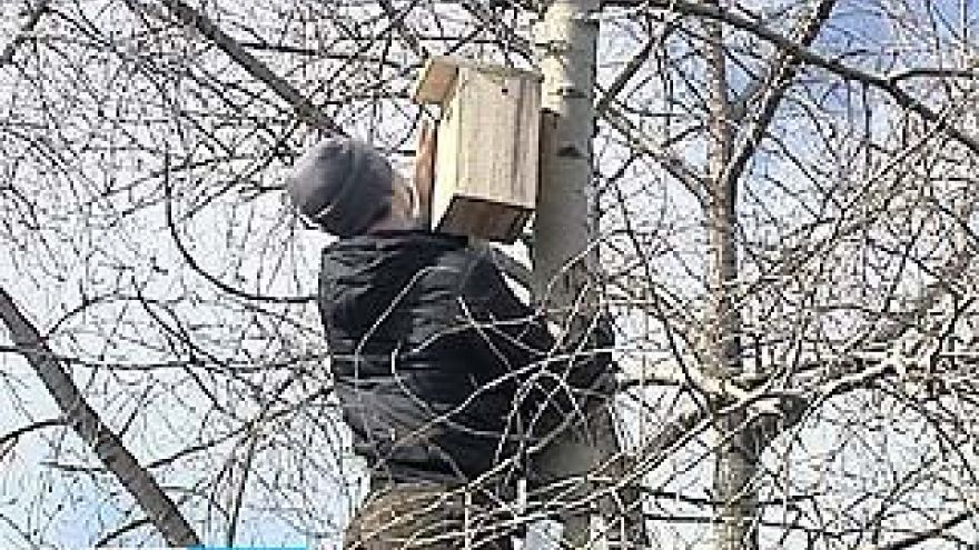 Три сотни "птичьих домиков" появятся в Воронеже