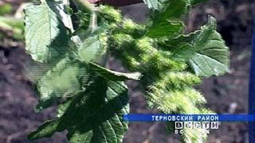 На полях Терновского района проводят экперимент - выращивают амарант