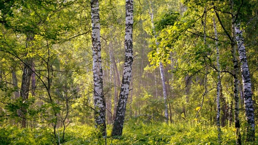 В Воронежской области предпримут вторую попытку создания «зелёного пояса»