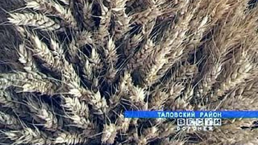Таловские ученые представили в Москве новые сорта зерновых культур