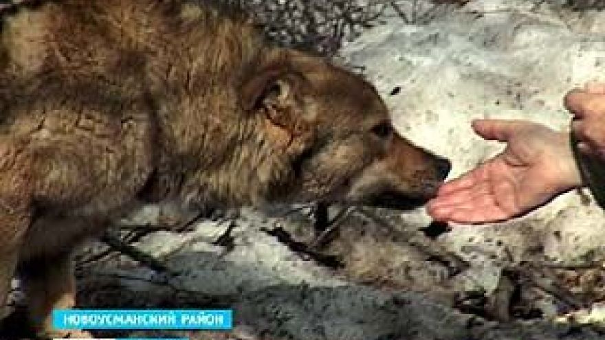 Шефство над псом взяли жители Новоусманского района