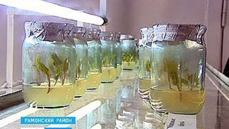 Аграрии Воронежской области готовятся применять чудеса биоинженерии