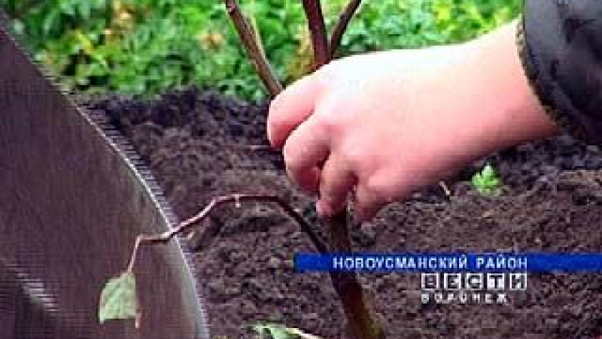 Экологи, школьники и прихожане Отрадного трудились на свежем воздухе