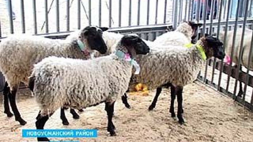 На выставке в Новой Усмани специалисты представили лучшие породы птиц и животных