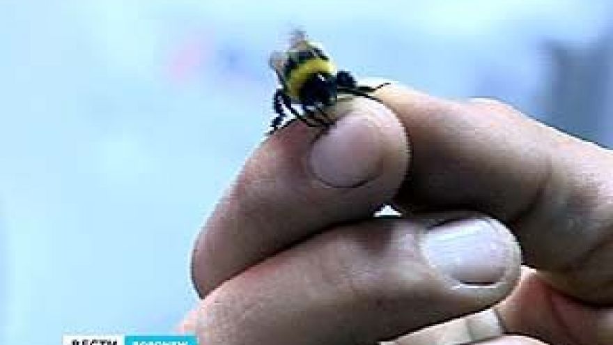 Воронежские ученые хотят сделать выращивание шмелей более доступным